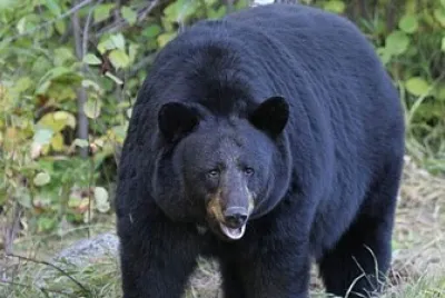 canadian black bear