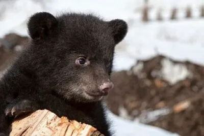 canadian black bear cub
