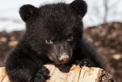 canadian black bear cub 2