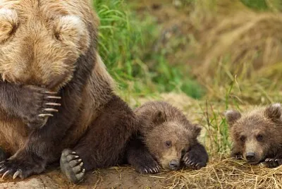 grizzly and bear cubs