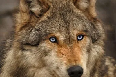 the wolf king