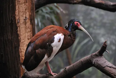 Ibis del Madagascar