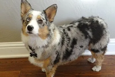 Auastralian shepherd
