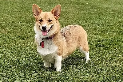 Welsh corgi pembroke
