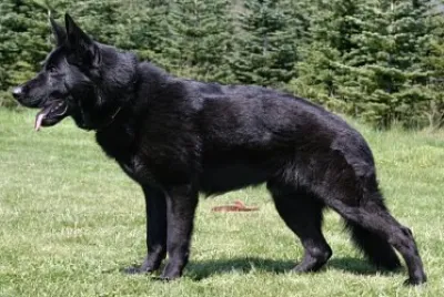 German shepherd black