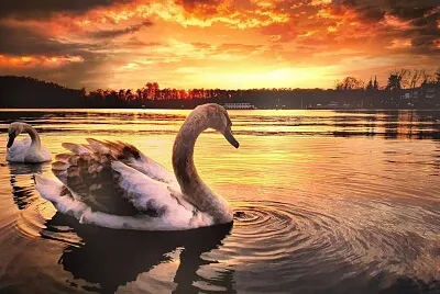 La Puce