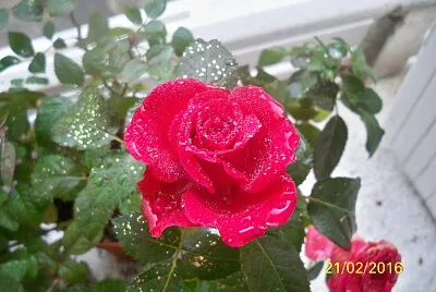 rosée