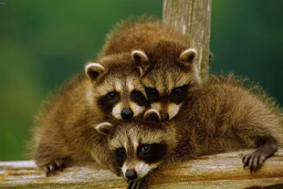 פאזל של hermosura