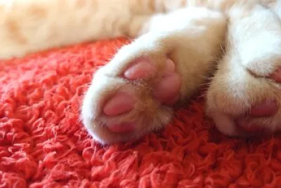 Para de gatinho