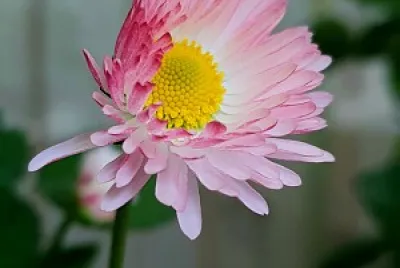 Flor