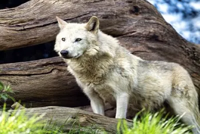 Canadian Timber Wolf