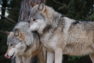 eastern timber wolfs
