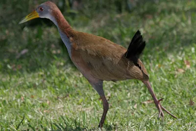 Rallo boschereccio gigante