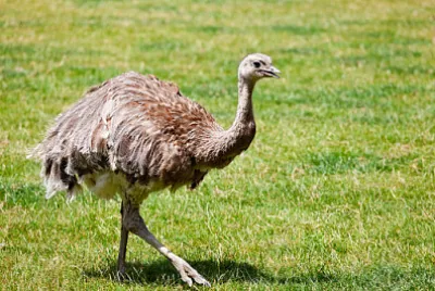 Nandù di Darwin