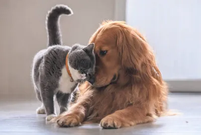 un gato y un perro que se quieren