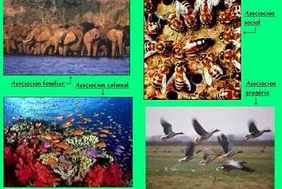 RELACIONES INTRAESPECÍFICAS jigsaw puzzle