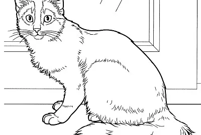 Gatinho