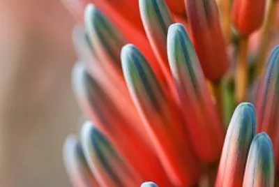 flower plant