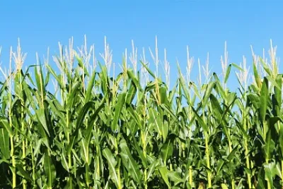 Corn