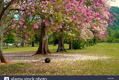 poui flower