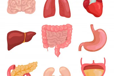 órganos vitales jigsaw puzzle