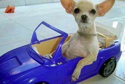 פאזל של chihuahua