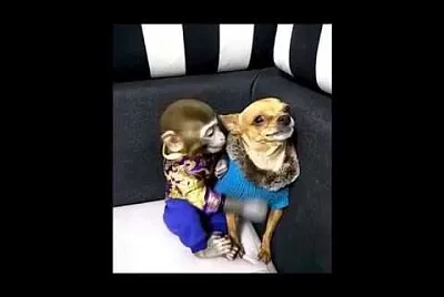 פאזל של chihuahua y mono