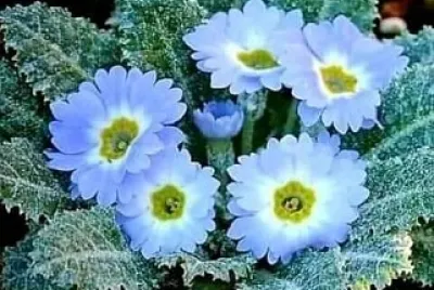 APAIXONADA POR FLORES