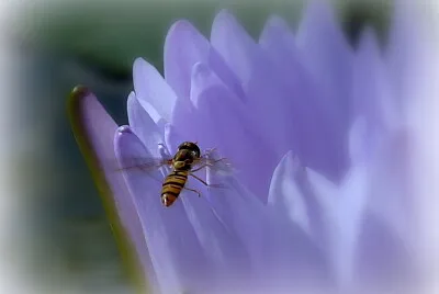 Syrphe sur nénuphar