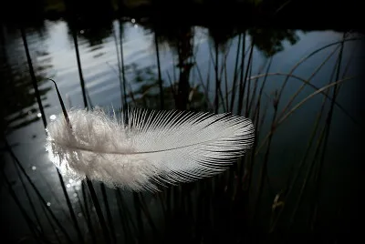 Plume
