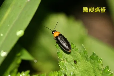 黑翅晦螢