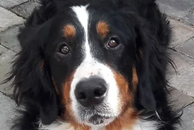 Berner Sennenhund Cora jigsaw puzzle