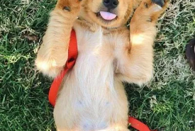 un perrito mostrando la pancita