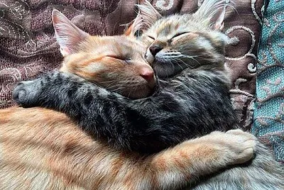 dos gatos abrazados y durmiendo