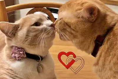 dos gatos enamorados