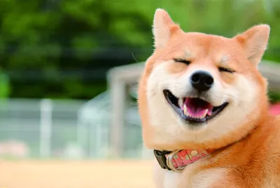 可愛動物