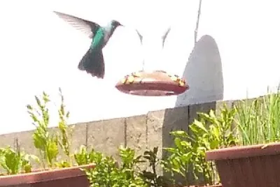 פאזל של Colibrí Herrero