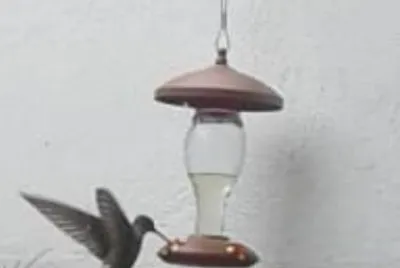 פאזל של Colibrí Gigante