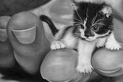 gatito