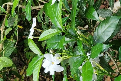 Jardín Botánico, Universidad de Puerto Rico