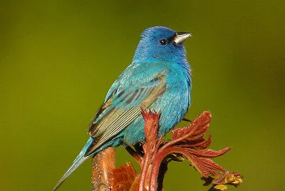 Passerina cyanea