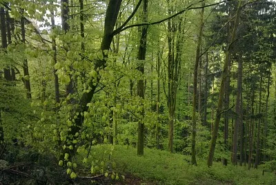 Frühlingserwachen jigsaw puzzle