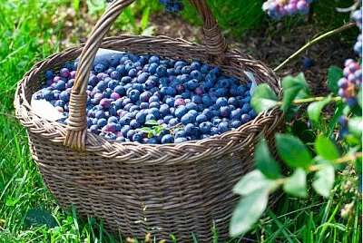 frutas