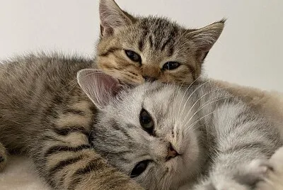 gatinhos