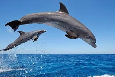 delfin