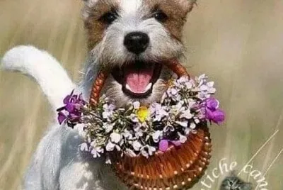 Flores