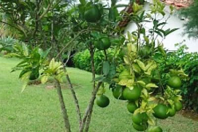 laranja champanhe