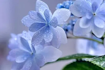 Flores azuis