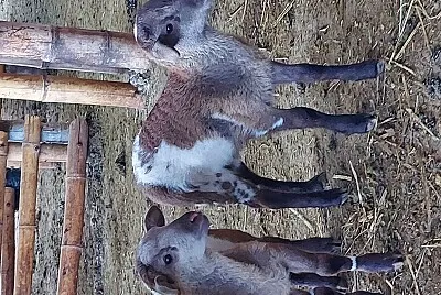 EN LA GRANJA