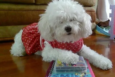פאזל של Perrita Colegiala